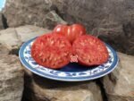 Dwarf Stoney Brook Heart Tomato