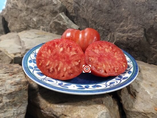 Dwarf Stony Brook Heart Tomato