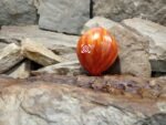 Dwarf Stoney Brook Heart Tomato Oxheart Tomatoes