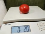 Dwarf Sub-Arctic Plenty Tomato Dwarf Tomatoes