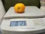 Dwarf Sweet Satsuma Tomato Container Tomatoes
