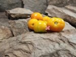 Dwarf Sweet Satsuma Tomato Seeds