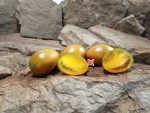 Dwarf Tiger Eye Tomato