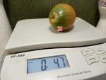 Dwarf Tiger Eye Tomato Container Tomatoes