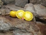 Dwarf Walters Fancy Tomato - Image 5