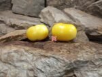 Dwarf Walters Fancy Tomato - Image 2