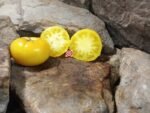 Dwarf Walters Fancy Tomato - Image 3