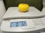 Dwarf Walters Fancy Tomato - Image 4