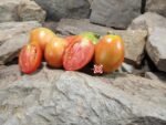 Dwarf Woolly Tomato