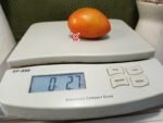 Dwarf Woolly Tomato Container Tomatoes