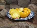 Dwarf Yellow Brick Road Tomato Karen Olivier Tomatoes