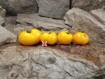 Dwarf Yellow Brick Road Tomato Seeds