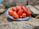 Dwarf Zyska Tomato