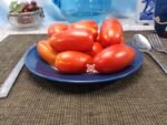 Dwarf Zyska Tomato Dwarf Tomatoes