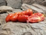 Dwarf Zyska Tomato Seeds