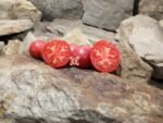 Early Annie Tomato Rare Tomatoes