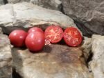 Early Annie Tomato Seeds
