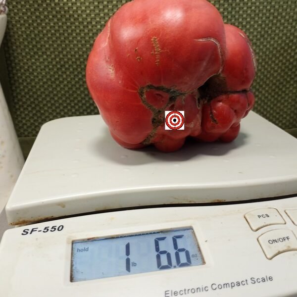 El Amar Tomato