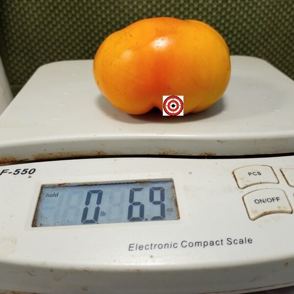 Elbe Tomato.