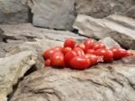 Elfin Tomato Seeds