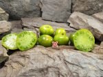 Emerald City Dwarf Tomato Container Tomatoes