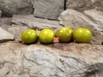 Dwarf Emerald Flame Micro Tomato - Image 6