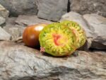 Everetts Rusty Oxheart Tomato