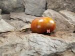 Everetts Rusty Oxheart Tomato Copper Tomatoes