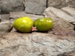 Evergreen Tomato Beefsteak Tomatoes