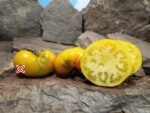 Fill Bottom Yellow Tomato Heirloom Tomatoes
