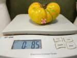 Fill Bottom Yellow Tomato Rare Tomatoes