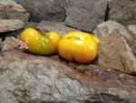 Fill Bottom Yellow Tomato Seeds