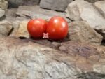 Fireworks Tomato Heirloom Tomatoes