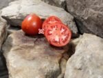 Fireworks Tomato Red Tomatoes