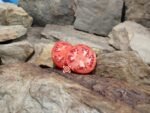 Fireworks Tomato Seeds