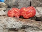 Fish Point Slicer Tomato