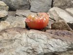 Fish Point Slicer Tomato Rare Tomatoes