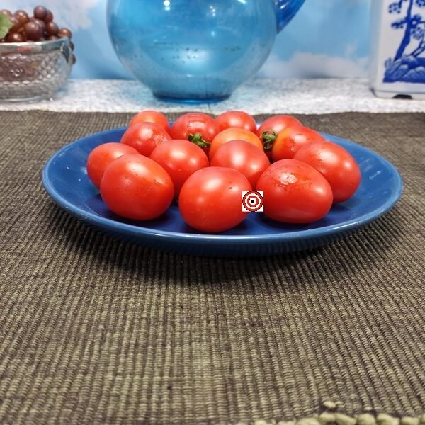 Fox Family Old Store Tomato