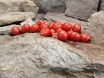 Fox Family Old Store Tomato Heirloom Tomatoes