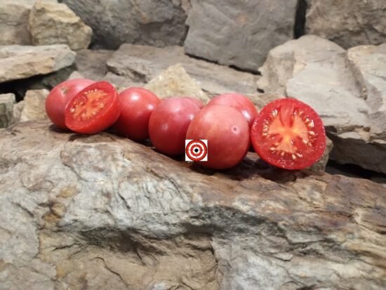 Fuzzy Rose Tomato