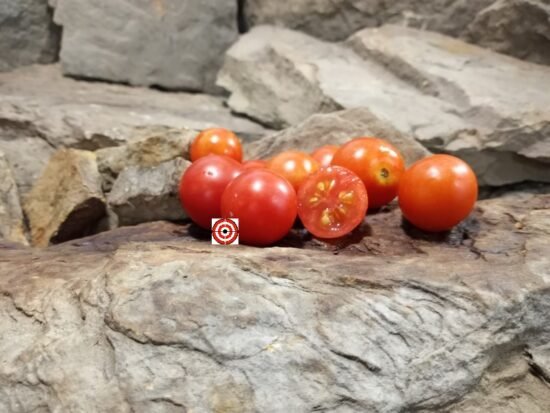 Gardener's Delight Tomato