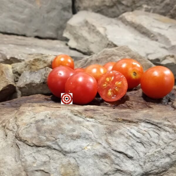 Gardener's Delight Tomato