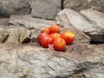 Gardener's Delight Tomato Heirloom Tomatoes