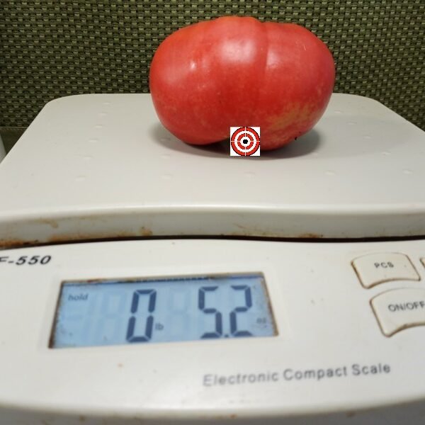 Georgia E Tomato