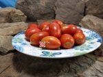 Ghittia Tomato