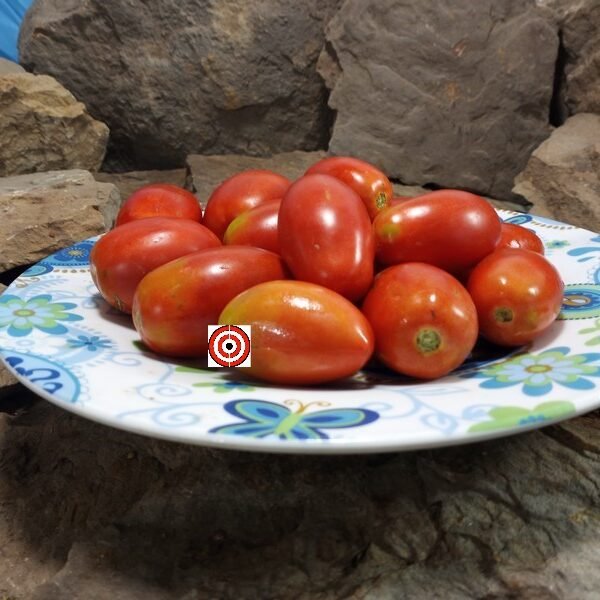 Ghittia Tomato