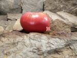 Giana Family Heirloom Tomato Seeds