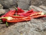 Giant Ristra (F2) Pepper