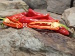 Giant Ristra (F2) Pepper - Image 4