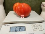 Gigante Calabrese Tomato